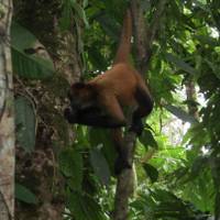 De essentie van Costa Rica - een reispakket - incl. Guanacaste: foto van de reiziger #1