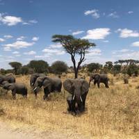 4 Tage Lake Manyara/Serengeti Nationalpark Und Ngorongoro Crater Reise-Foto #2