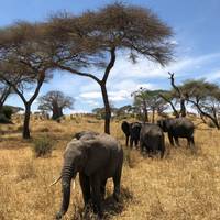 4 Tage Lake Manyara/Serengeti Nationalpark Und Ngorongoro Crater Reise-Foto #1