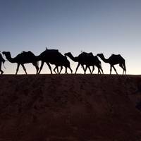 Outdoor Spaß in der Sahara - 5 Tage Reise-Foto #1