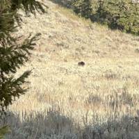 Yellowstone / Grand Teton 4 Day / 3 Night Wildlife Adventure traveler photo #1