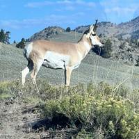 Yellowstone / Grand Teton 4 Day / 3 Night Wildlife Adventure traveler photo #2