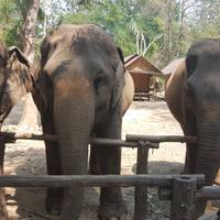 Total Thailand (Classic) traveler photo #3