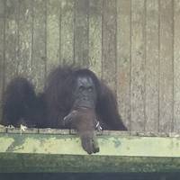 Sandakan Orangutan Experience 4D/3N traveler photo #2