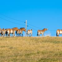 Die Essenz der Mongolei - 5 Tage Reise-Foto #3