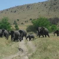 Kenia & Tansania Wildlife Safari 11 Tage Reise-Foto #1