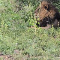Photo de voyageur 5 jours de safari dans le parc national Kruger et sur la route panoramique #1