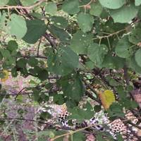 Photo de voyageur 5 jours de safari dans le parc national Kruger et sur la route panoramique #3