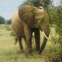 6 Days Kenya allround Safari - Mombasa traveler photo #3