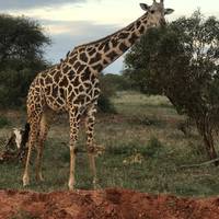 6 Days Kenya allround Safari - Mombasa traveler photo #1