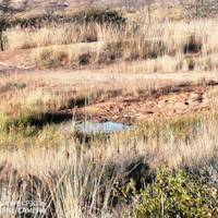 Entabeni Nature Conservancy 3 Tage Reise-Foto #3