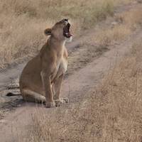 Photo de voyageur 12 jours Gorilles, Grande Migration et Big Five #2