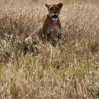 Photo de voyageur 12 jours Gorilles, Grande Migration et Big Five #3
