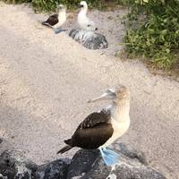 Galápagos – Südliche und östliche Inseln an Bord der Eden Reise-Foto #2