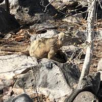 Galápagos – Südliche und östliche Inseln an Bord der Eden Reise-Foto #3