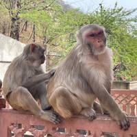 Adventures Ranthambore Wildlife Safari Tour with Golden Triangle 7Days traveler photo #3