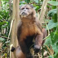 Tambopata - het Amazonewoud - 3 dagen: foto van de reiziger #3