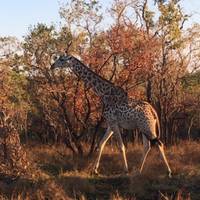 Mikumi Nationalpark mit Camping-Safari - Low Budget Reise-Foto #3