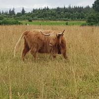 Jacobite Steam Train & The Great Glen traveler photo #3