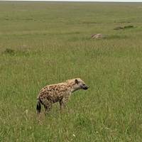Photo de voyageur 4 JOURS DANS LE MASAI MARA- LAC NAKURU EN JEEP 4X4 #1