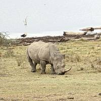 Photo de voyageur 4 JOURS DANS LE MASAI MARA- LAC NAKURU EN JEEP 4X4 #3
