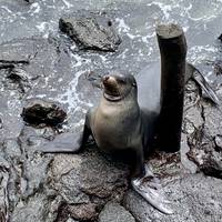 Galapagos Island Hopping Adventure traveler photo #2