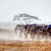 Serengeti Trail (8 destinations) traveler photo #1