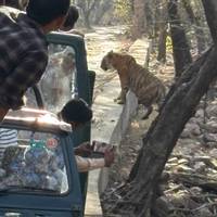 Goldenes Dreieck : Rundreise mit Ranthambore Tiger Safari Reise-Foto #1