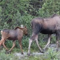 Alaska: Abenteuer von der Tierwelt des Ozeans bis zur Wildnis im Landesinneren (9 Tage) Reise-Foto #2