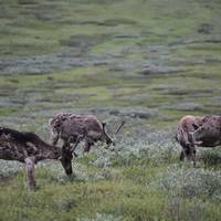 Alaska: Abenteuer von der Tierwelt des Ozeans bis zur Wildnis im Landesinneren (9 Tage) Reise-Foto #3