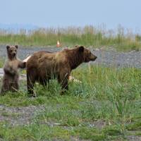 Alaska: Abenteuer von der Tierwelt des Ozeans bis zur Wildnis im Landesinneren (9 Tage) Reise-Foto #1