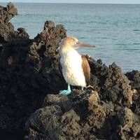 Complete Galapagos (Grand Daphne): foto van de reiziger #1
