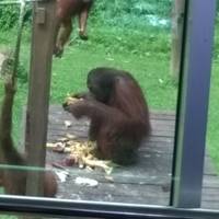 Photo de voyageur Bornéo classique #1