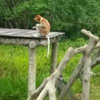 Photo de voyageur Bornéo classique #2