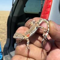 Photo de voyageur Trésors de Mongolie - Oct- May #1