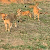 Klassieke safari in het Kruger-park - 6 dagen: foto van de reiziger #3