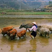 Photo de voyageur Voyage au Vietnam : Découverte de Hanoi, Sapa, la baie d