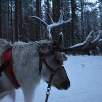 Photo de voyageur Aventure hivernale en Laponie #2