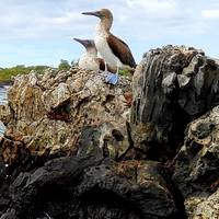 Photo de voyageur Découverte des Galápagos #1