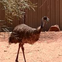 Red Centre & Uluru Explorer (including Watarrka National Park) traveler photo #1