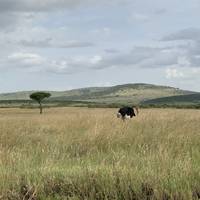 Photo de voyageur Safari de migration au Kenya - 3 jours - Circuit aérien #2