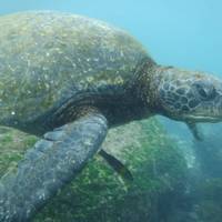 Galápagos — North, Central, & South Islands aboard the Eden traveler photo #1