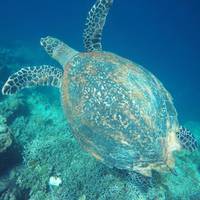 16 Days Philippines Adventure with El Nido to Coron Island expedition (Independent Tour) traveler photo #1