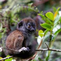 Rondreis op Madagaskar - langs baobabs & maki