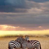 Safari en grupo de 4 días en Tanzania con Serengeti: foto del viajero #2