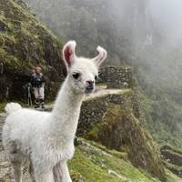 Salkantay Trek & Inca Trail naar Machu Picchu: foto van de reiziger #3