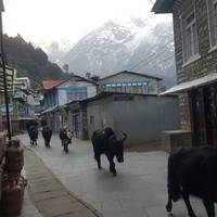 Everest Base Camp Trekking traveler photo #2