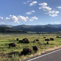 Yellowstone / Grand Teton 4 Day / 3 Night Wildlife Adventure traveler photo #1