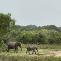 Senderismo, glamping salvaje y safari en Sri Lanka: foto del viajero #1