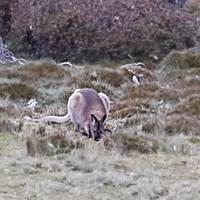 Trek the Cradle Mountain Overland Track traveler photo #3